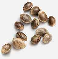 marijuana_seeds https://greenjarliftoff.com/wp-content/uploads/2019/02/marijuana_seeds.jpg